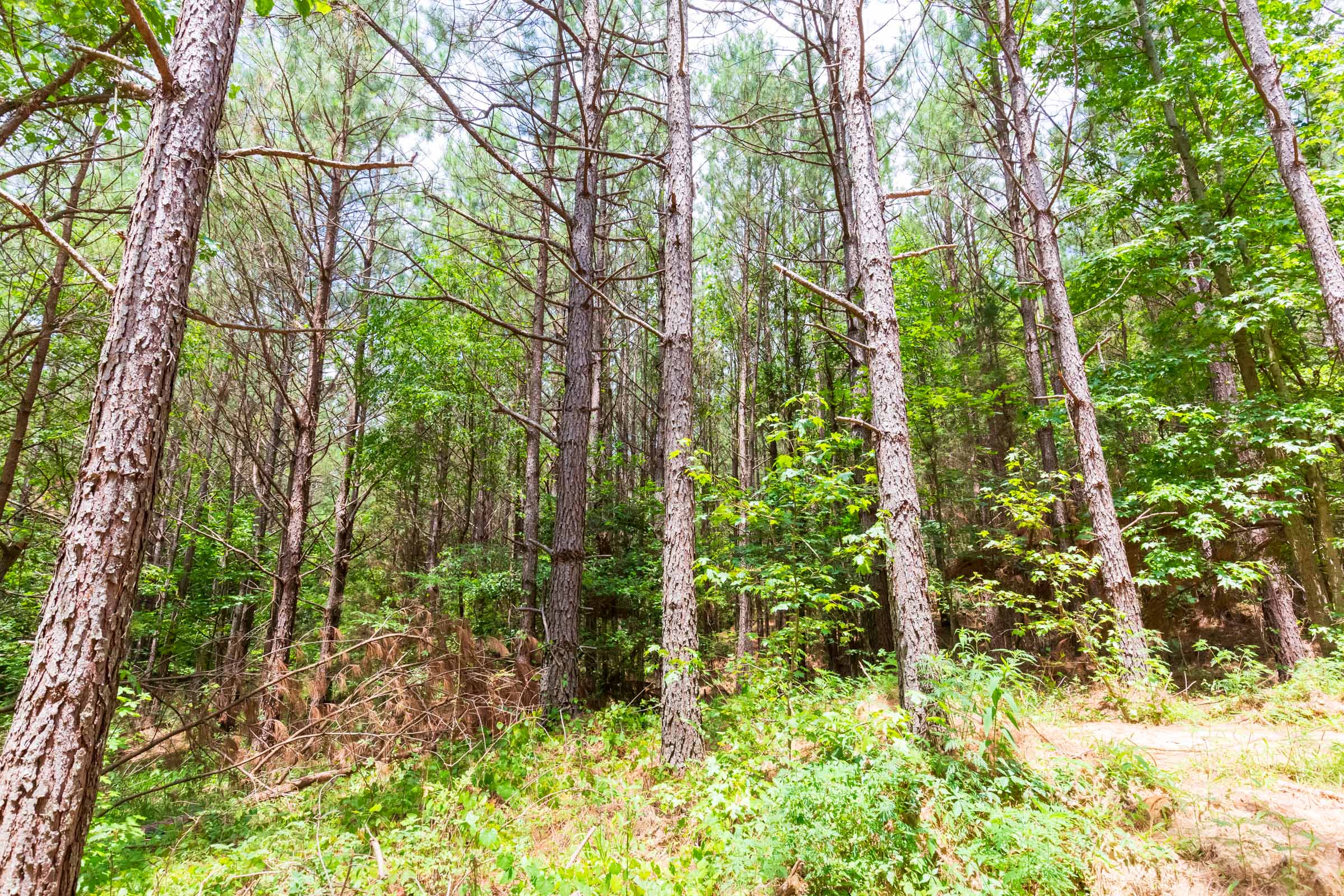 Tract 99 at Whiskey Ridge in Henderson County, Tennessee